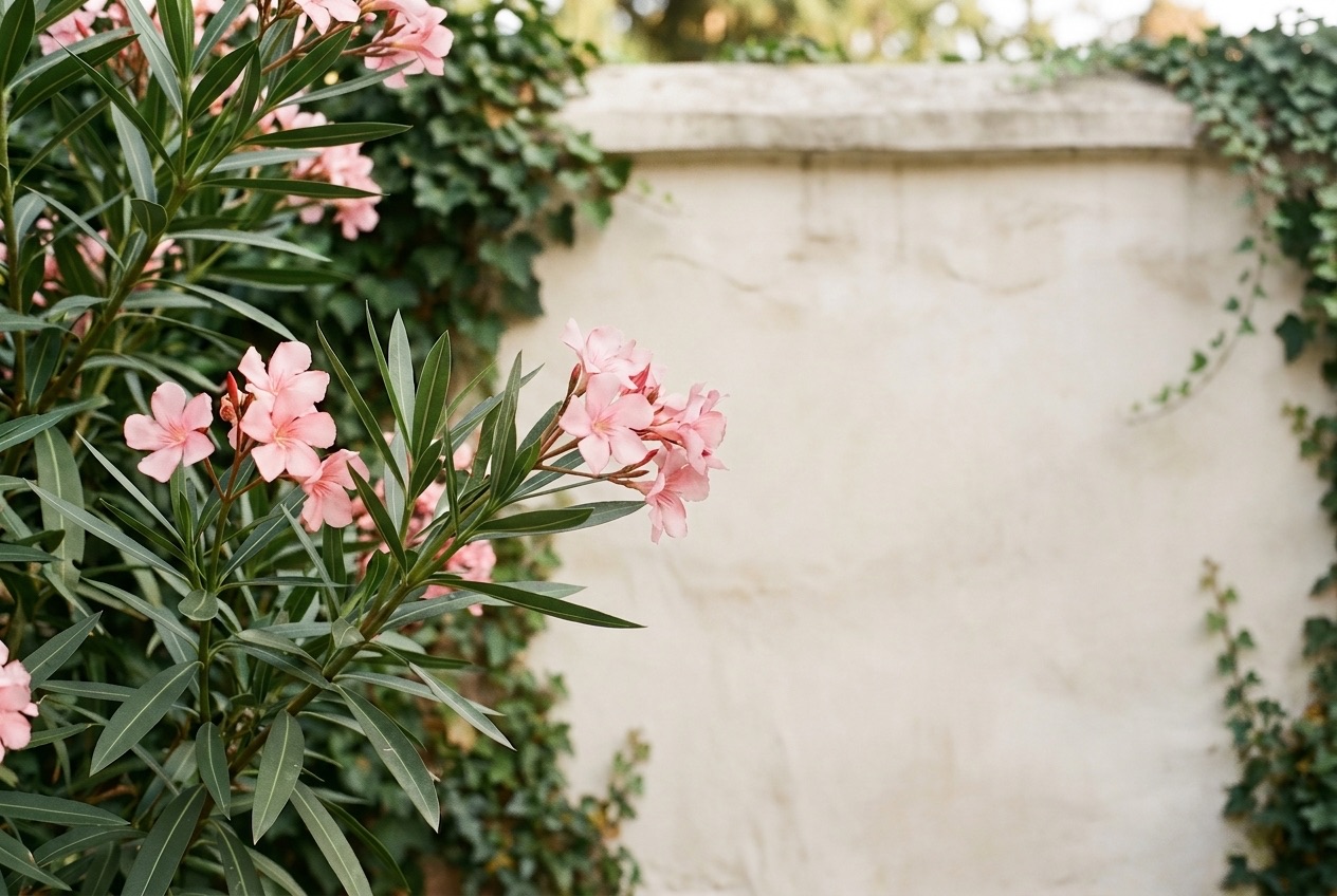 Rosa Oleander vor einer hellen Gartenmauer