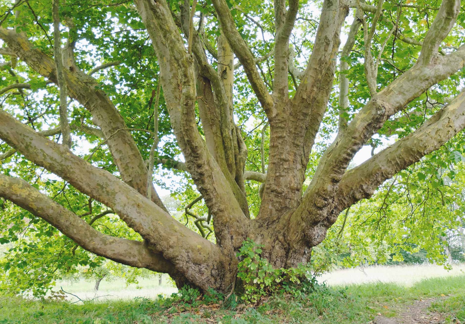Alte Platane mit weit ausladenden Ästen auf einer Wiese